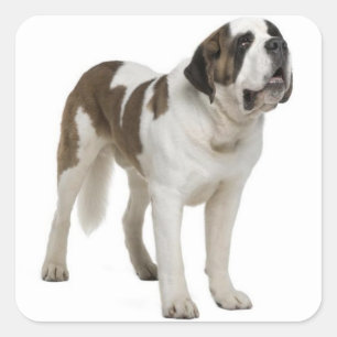 Saint Bernard Puppy Hond Sticker / Label
