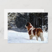 Saint Bernard snow photographic Christmas greeting Feestdagenkaart (Voorkant / Achterkant)