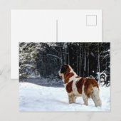 Saint Bernard snow photographic Christmas greeting Feestdagenkaart (Voorkant / Achterkant)