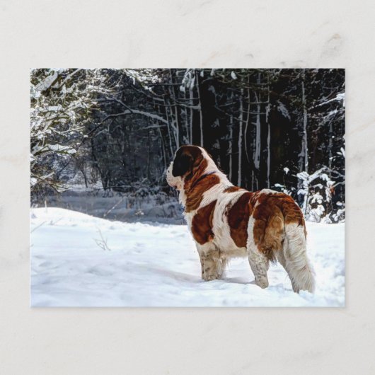 Saint Bernard snow photographic Christmas greeting Feestdagenkaart (Voorkant)