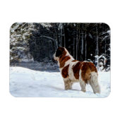 Saint Bernard snow photographic Christmas greeting Magneet (Horizontaal)