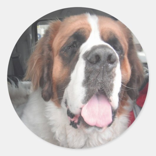 SAINT BERNARD STICKER (Voorkant)