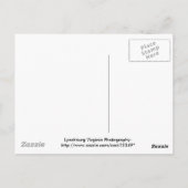 Saint Francis op het oude kerkhof van Lynchburg Briefkaart (Achterkant)