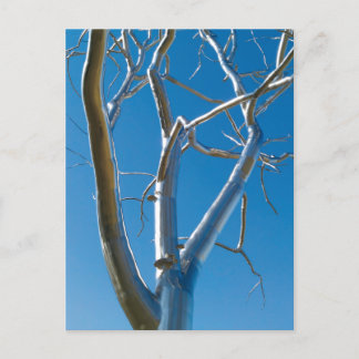 Saint Louis Art Museum Briefkaart