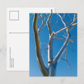 Saint Louis Art Museum Briefkaart (Voorkant / Achterkant)