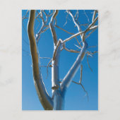 Saint Louis Art Museum Briefkaart (Voorkant)