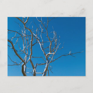 Saint Louis Art Museum Sculpture Briefkaart