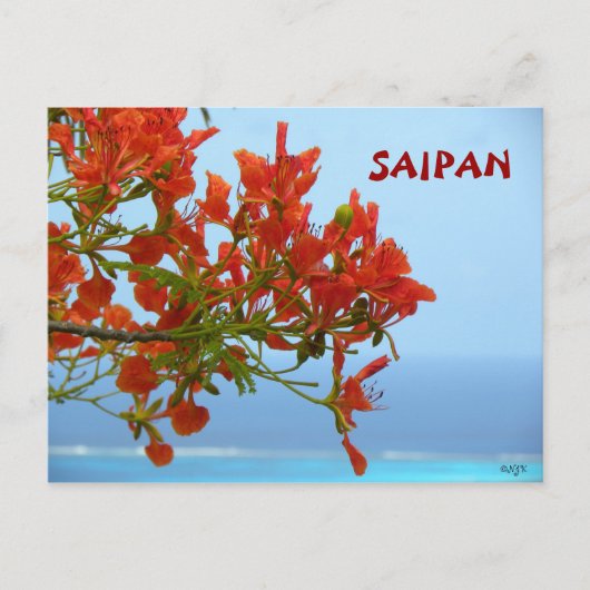 Saipan Flame Blossom op een oceaan blauw Briefkaart (Voorkant)
