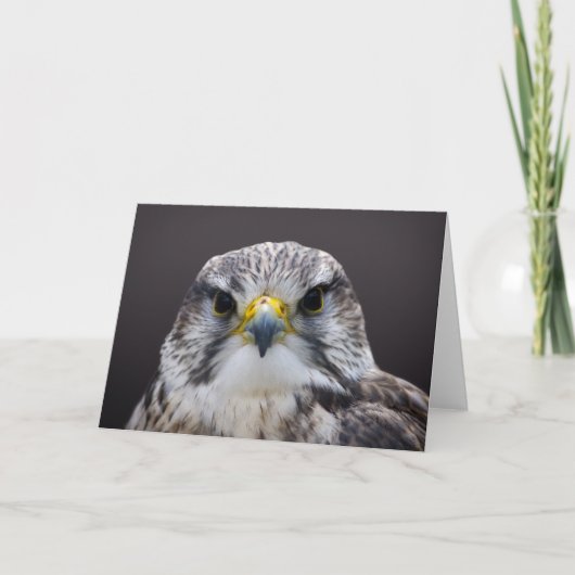 Saker Falcon greetings kaart, leeg binnenin. Kaart (Voorkant)