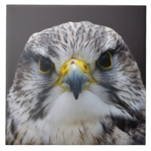 Saker falcon tegeltje