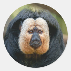 Saki Monkey met een intense blik Ronde Sticker