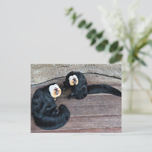 Saki Monkeys Briefkaart (Staand voorkant)