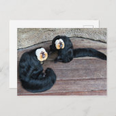 Saki Monkeys Briefkaart (Voorkant / Achterkant)