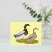 Saksen Ducks Briefkaart (Staand voorkant)