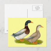 Saksen Ducks Briefkaart (Voorkant / Achterkant)