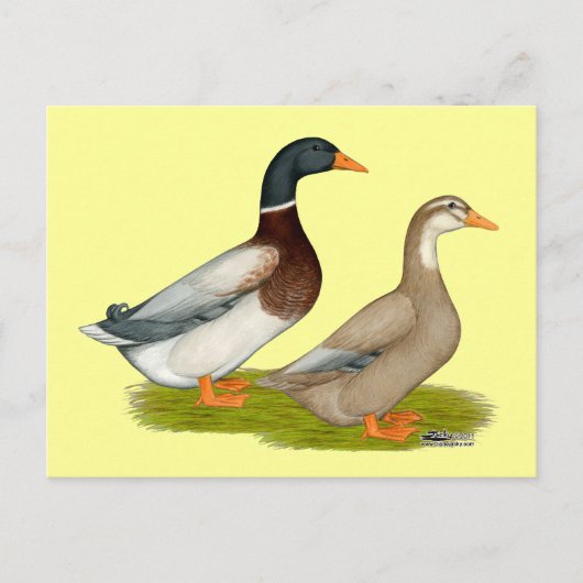Saksen Ducks Briefkaart (Voorkant)