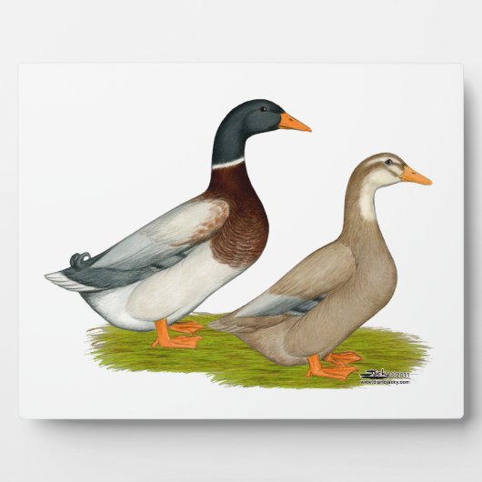Saksen Ducks Fotoplaat (Voorkant)