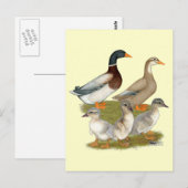 Saksische Eend Familie Briefkaart (Voorkant / Achterkant)
