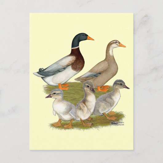 Saksische Eend Familie Briefkaart (Voorkant)