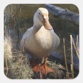 Saksische eend Sticker (Voorkant)