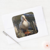 Saksische eend Sticker (Envelop)