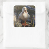 Saksische eend Sticker (Tas)