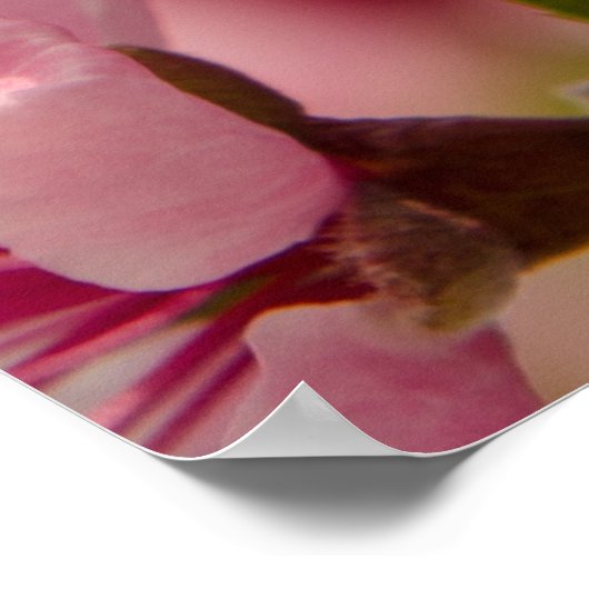 Sakura bloem, roze Japanse bloem Poster (Hoek)