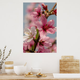 Sakura bloem, roze Japanse bloem Poster