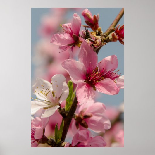 Sakura bloem, roze Japanse bloem Poster (Voorkant)