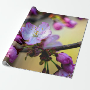 Sakura bloemen en knoppen in de boomschaduw cadeaupapier