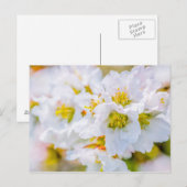 Sakura Blossom Briefkaart (Voorkant / Achterkant)