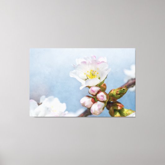 Sakura Blossom Canvas Afdruk (Voorkant)