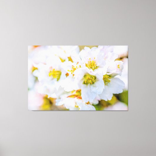 Sakura Blossom Canvas Afdruk (Voorkant)