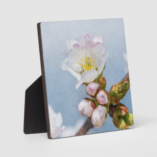Sakura Blossom Fotoplaat (Voorkant)