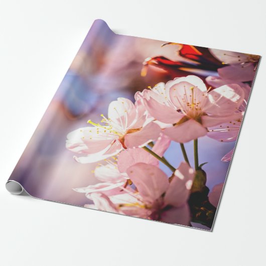 Sakura Blossom op zonnige dag Cadeaupapier (Uitgerold)