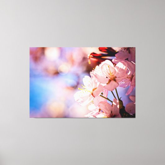 Sakura Blossom op zonnige dag Canvas Afdruk (Voorkant)