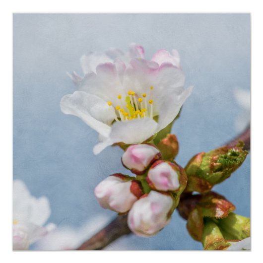 Sakura Blossom Perfect Poster (Voorkant)
