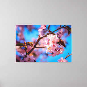 Sakura Boom in Roze Bloei Canvas Afdruk