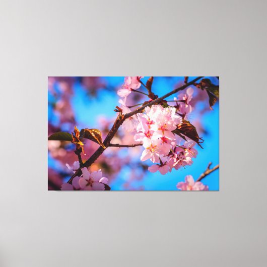 Sakura Boom in Roze Bloei Canvas Afdruk (Voorkant)