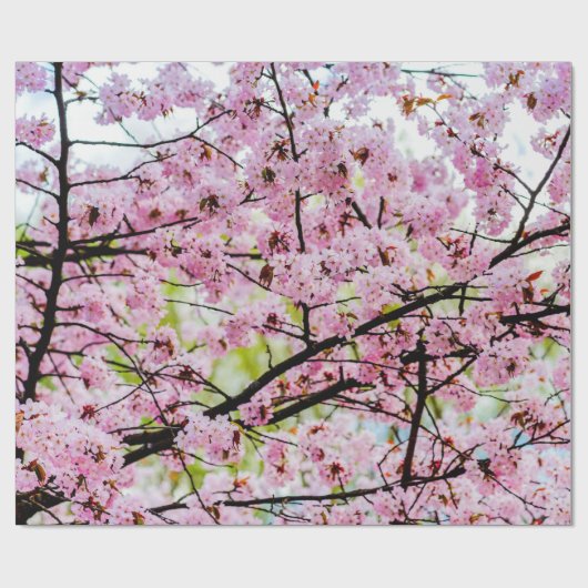 Sakura - boom in volledig roze bloem in Springtime Cadeaupapier (Vlak)