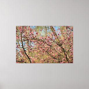 Sakura boom staat klaar om te bloeien in lentetuin canvas afdruk