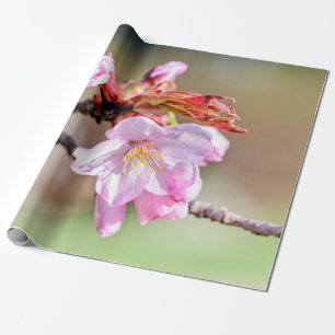 Sakura Buds en een bloem, groen, beige achtergrond Cadeaupapier
