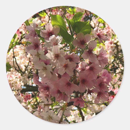 Sakura Cherry Blossom #3 Sticker (Voorkant)