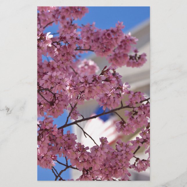 Sakura Cherry Blossom Americana (Voorkant)