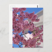 Sakura Cherry Blossom Americana Briefkaart (Voorkant / Achterkant)