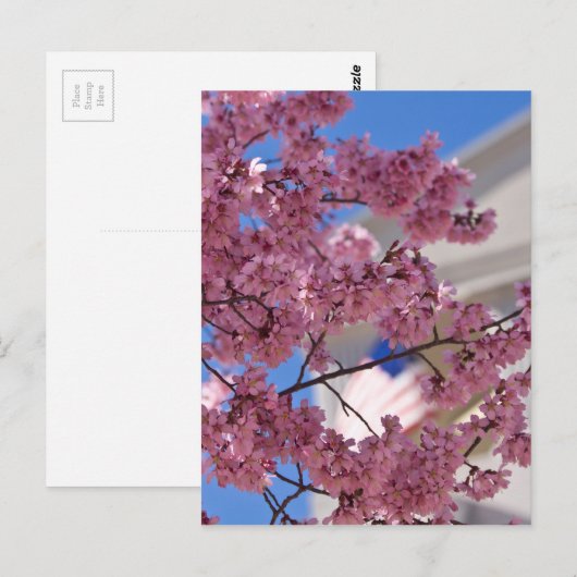 Sakura Cherry Blossom Americana Briefkaart (Voorkant / Achterkant)