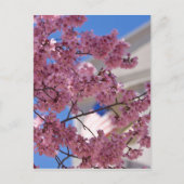 Sakura Cherry Blossom Americana Briefkaart (Voorkant)