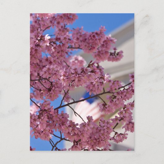 Sakura Cherry Blossom Americana Briefkaart (Voorkant)