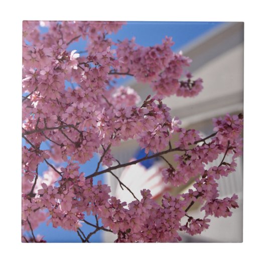 Sakura Cherry Blossom Americana Tegeltje (Voorkant)