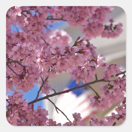 Sakura Cherry Blossom Americana Vierkante Sticker (Voorkant)